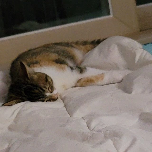 꿀이가 잠에 빠졌다.