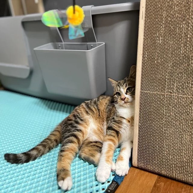 꿀이가 휴식을 취하고 있다.