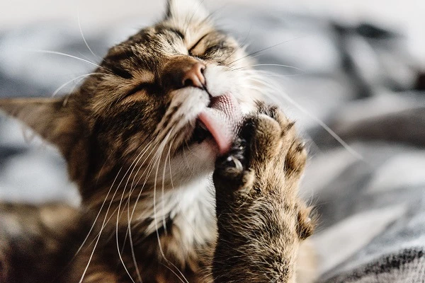 그루밍을 하고 있는 고양이. / Bogdan Sonjachnyj, shutterstock.com