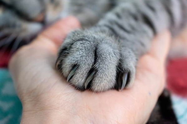 고양이 발톱. / Kunitsa Yana, shutterstock.com