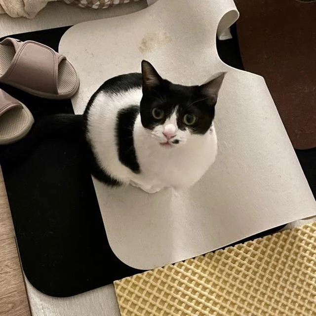 고양이 '가지'의 사연이 소개됐다. / 이하 인스타그램 '묘생길'