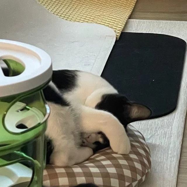 가지는 3개월 만에 파양되는 아픔을 겪었다.