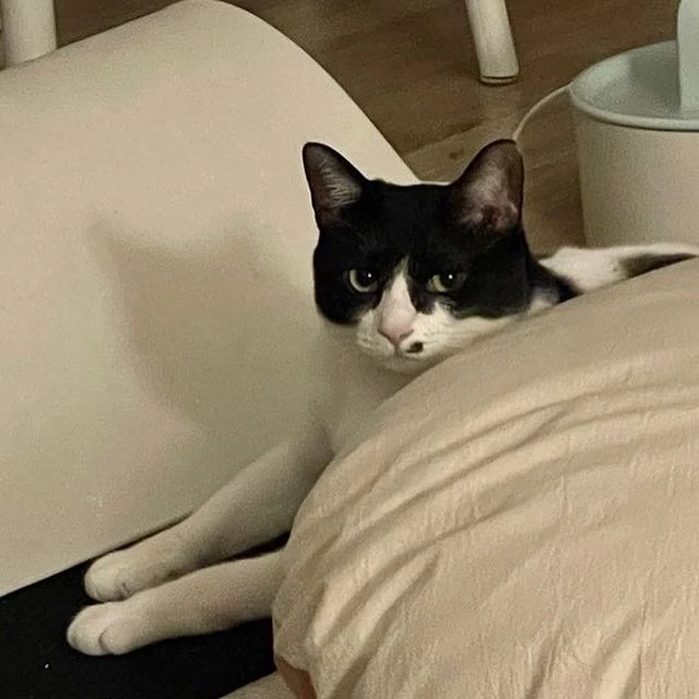 가지는 현재 새 가족을 구하고 있다.