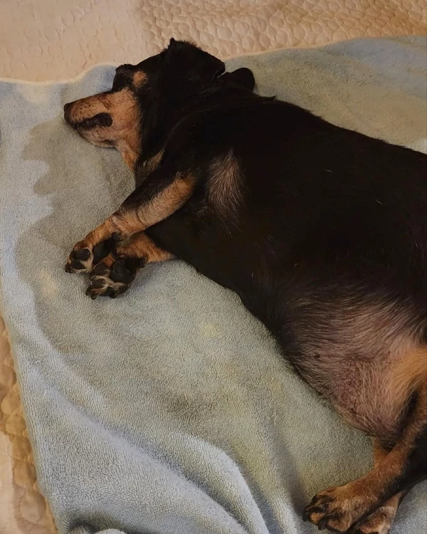 지난 2일 별이 된 최여진 반려견 '콩알이'