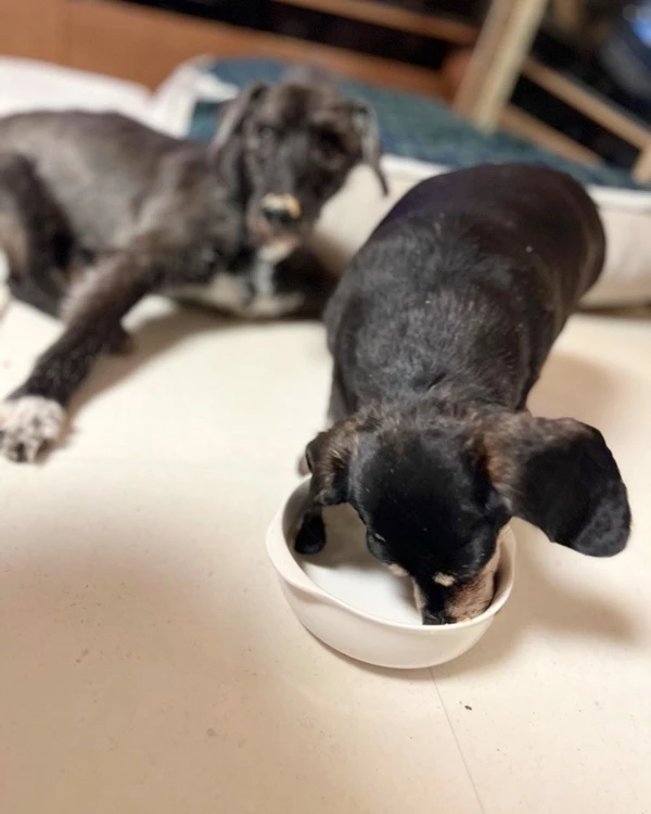 반려견 '콩알이'