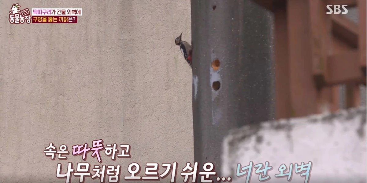 딱따구리가 건물 외벽을 오르고 있다.