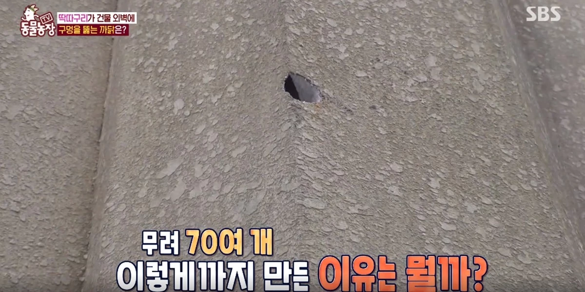 딱따구리가 외벽에 구멍을 낸 모습.