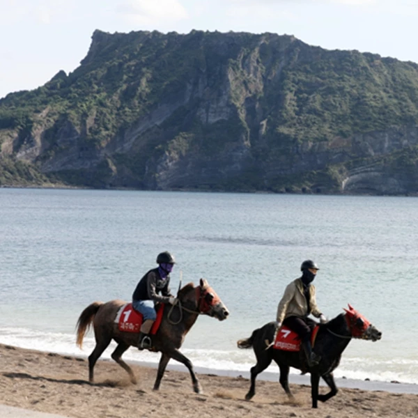 제주 성산일출봉 해변에서 경주마들이 달리고 있다.