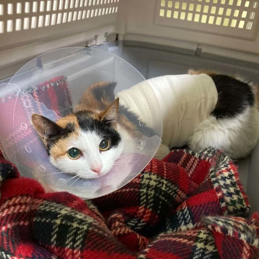 유기묘 '우유' 사진. / 이하 인스타그램 '묘생길'