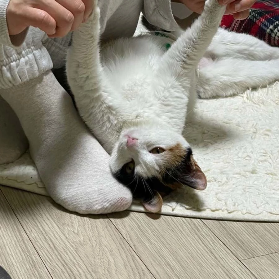 우유가 A 씨와 놀고 있다.