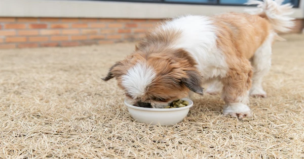 반려견 / 농촌진흥청