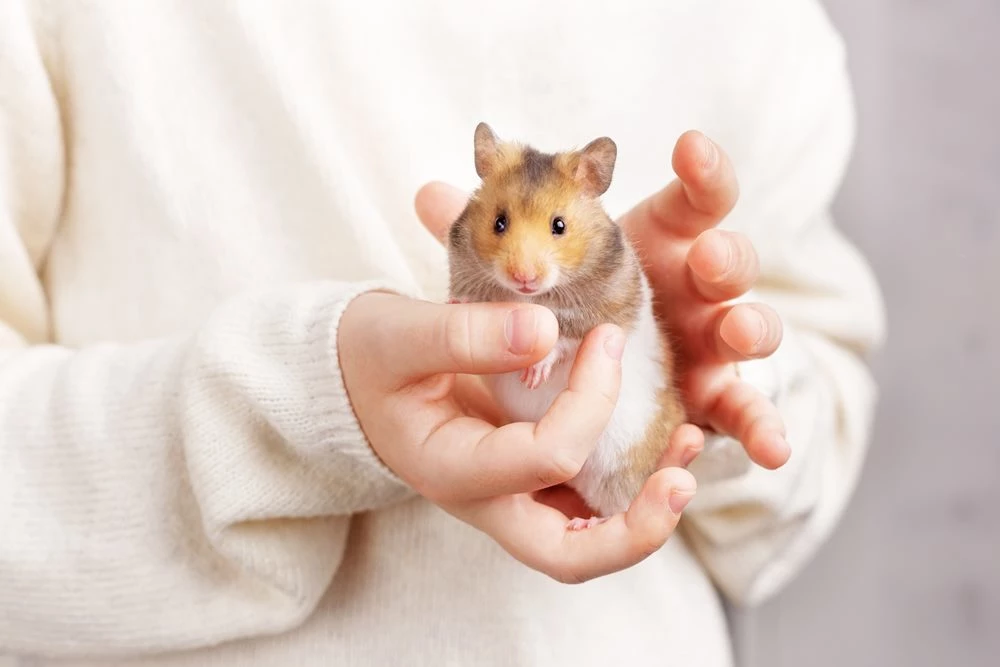 기사 이해를 돕기 위한 사진 / Natalia Duryagina-shutterstock.com