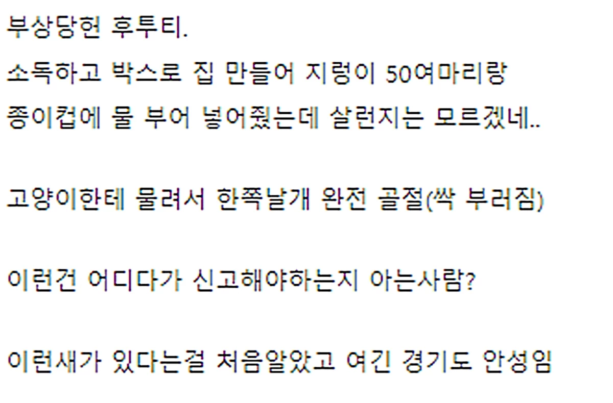 다친 후투티를 발견하고 도움을 요청한 A 씨