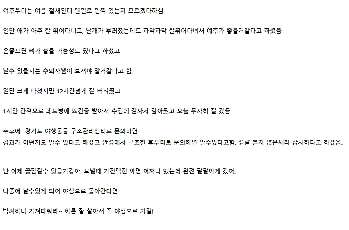 A 씨가 남긴 후투티 구조 후기
