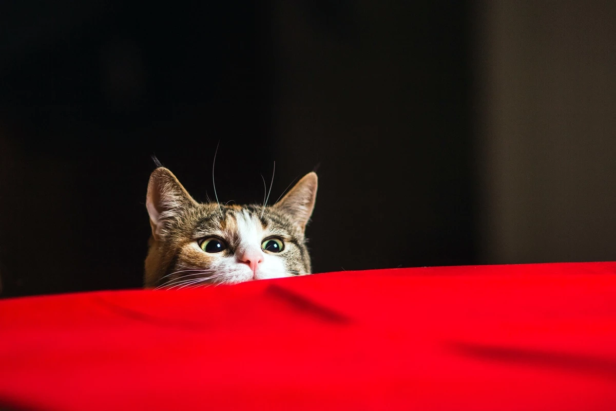 자료 사진 / Sergey Zaykov-shutterstock.com