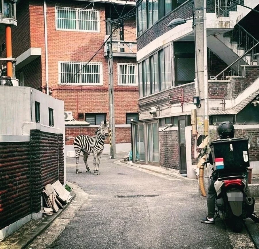 동물원 탈출 후 골목길에서 배달부와 마주친 얼룩말 세로 / 온라인 커뮤니티 에펨코리아