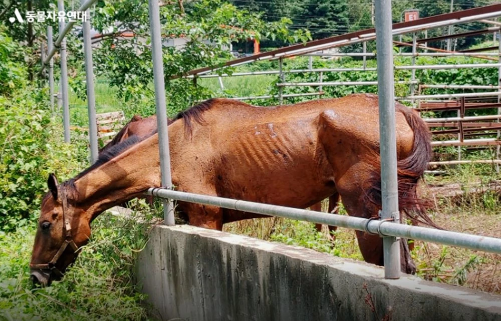 폐 사육터에 버려진 퇴역 경주마 / 이하 동물보호연대