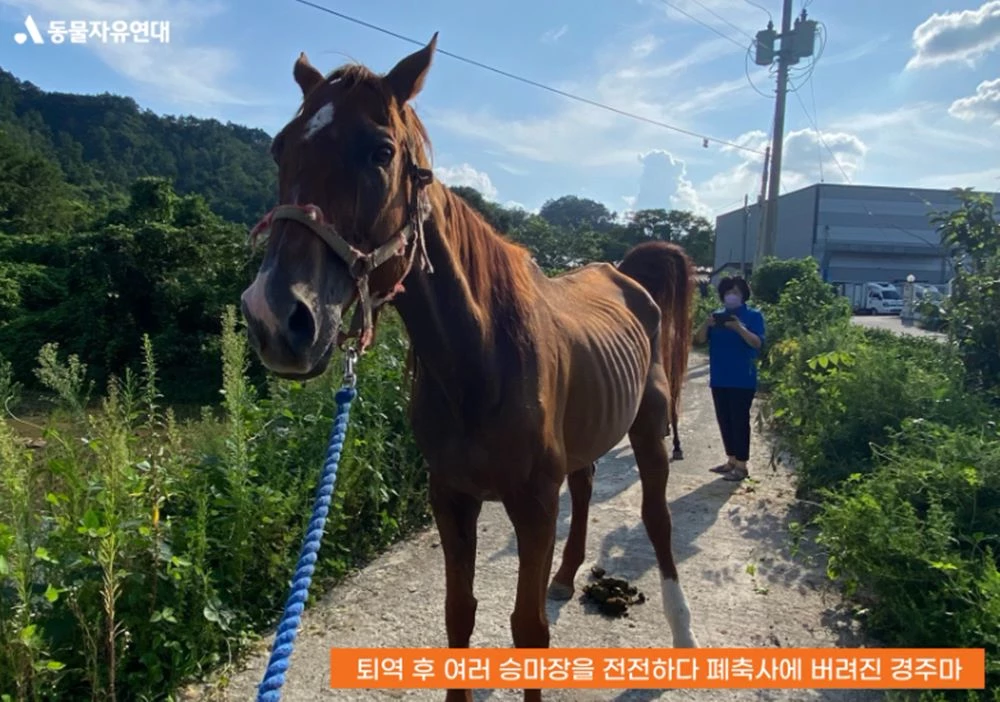 아무리 유명해도… 은퇴한 경주마, 한국선 도축돼 '애완동물 사료' 된다