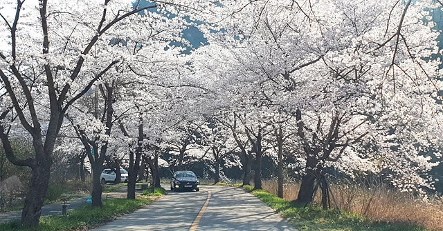 초여름 날씨가 이어진 가운데 4월 첫 휴일인 2일 전남 보성군 문덕면 천년고찰 대원사 가는 5.5km 구비길을 따라 펼쳐진 벚꽃 터널길에 많은 상춘객들이 몰려 봄을 만끽했다./노해섭 기자