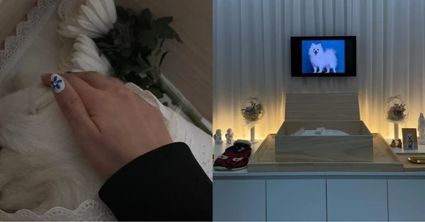 이하 큐리가 반려견의 장례 순간을 기록했다.