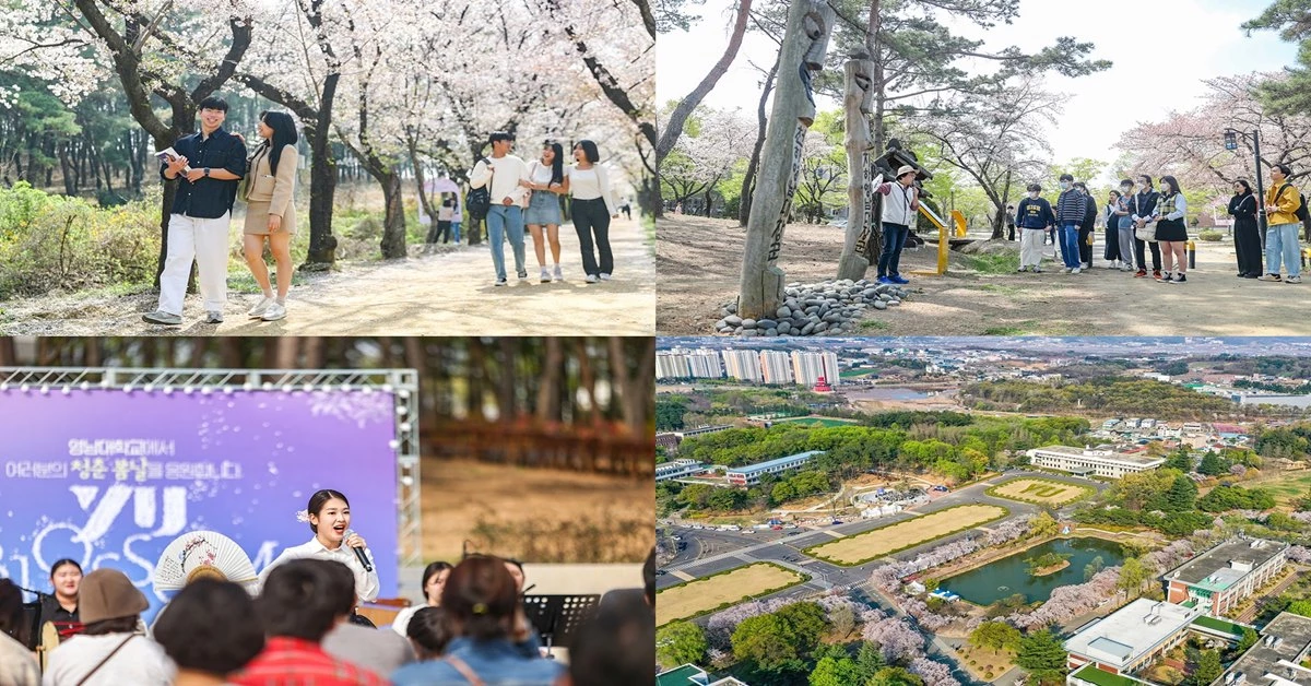 2023년 영남대학교 벚꽃 축제 풍경  / 영남대학교