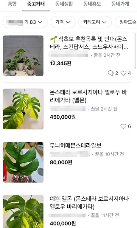 온라인 중고 거래 플랫폼 당근마켓에서 4일 오전 10시 기준 판매 중인 관엽식물(몬스테라) / 이하 당근마켓