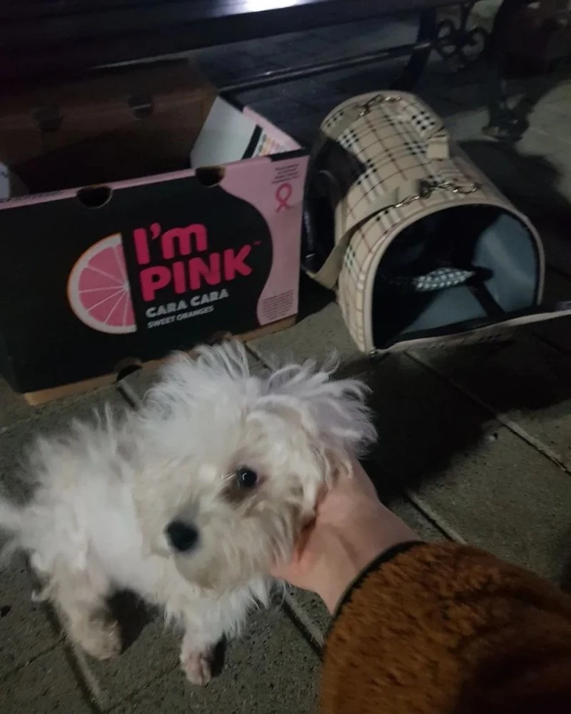 강아지의 행색이 안쓰러움을 자아냈다.