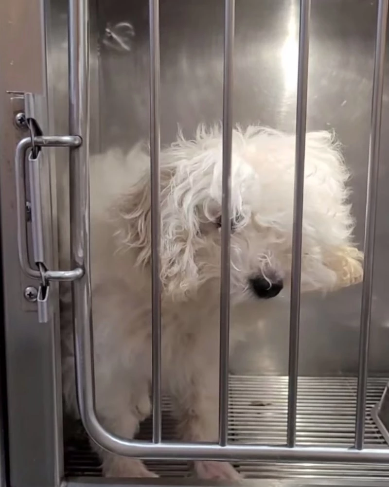 보호소에 입소한 강아지.