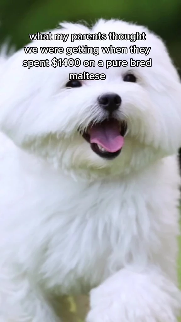 견주가 기대한 순혈 말티즈의 모습. /이하 틱톡