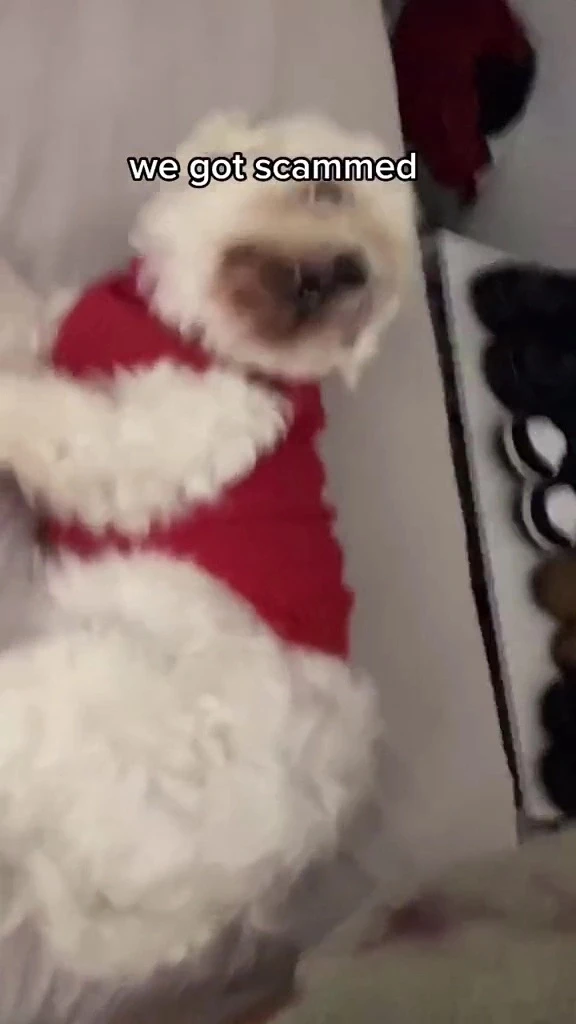 견주 침대에 누운 정체불명의 잡종견.