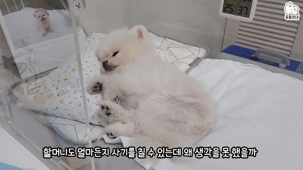 바뀐 집주인에게 전세사기를 당했다는 루퐁이네
