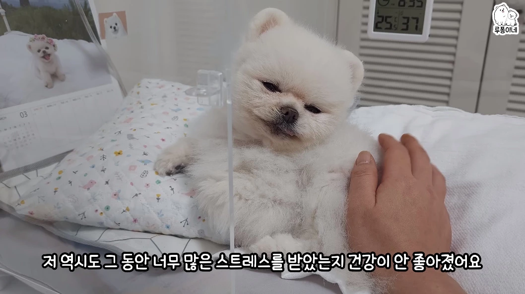 전세사기 피해로 건강이 안 좋아졌다고 털어놓은 루퐁이네