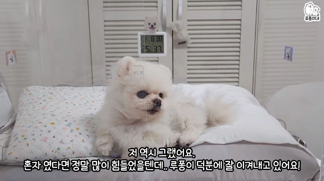 전세사기 피해 이후 극복 중인 근황을 전한 루퐁이네