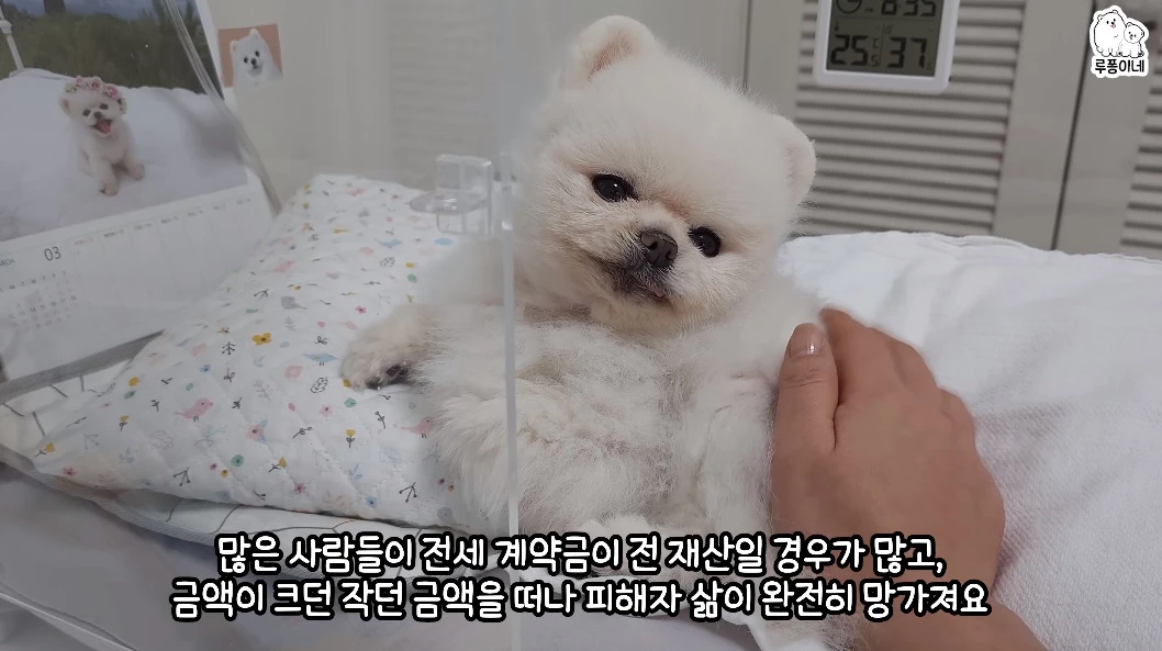 전세사기로 피해를 입었다고 토로한 루퐁이네