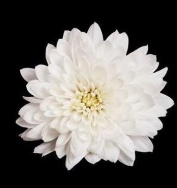 조화 사진 / Ta_Ro-shutterstock.com