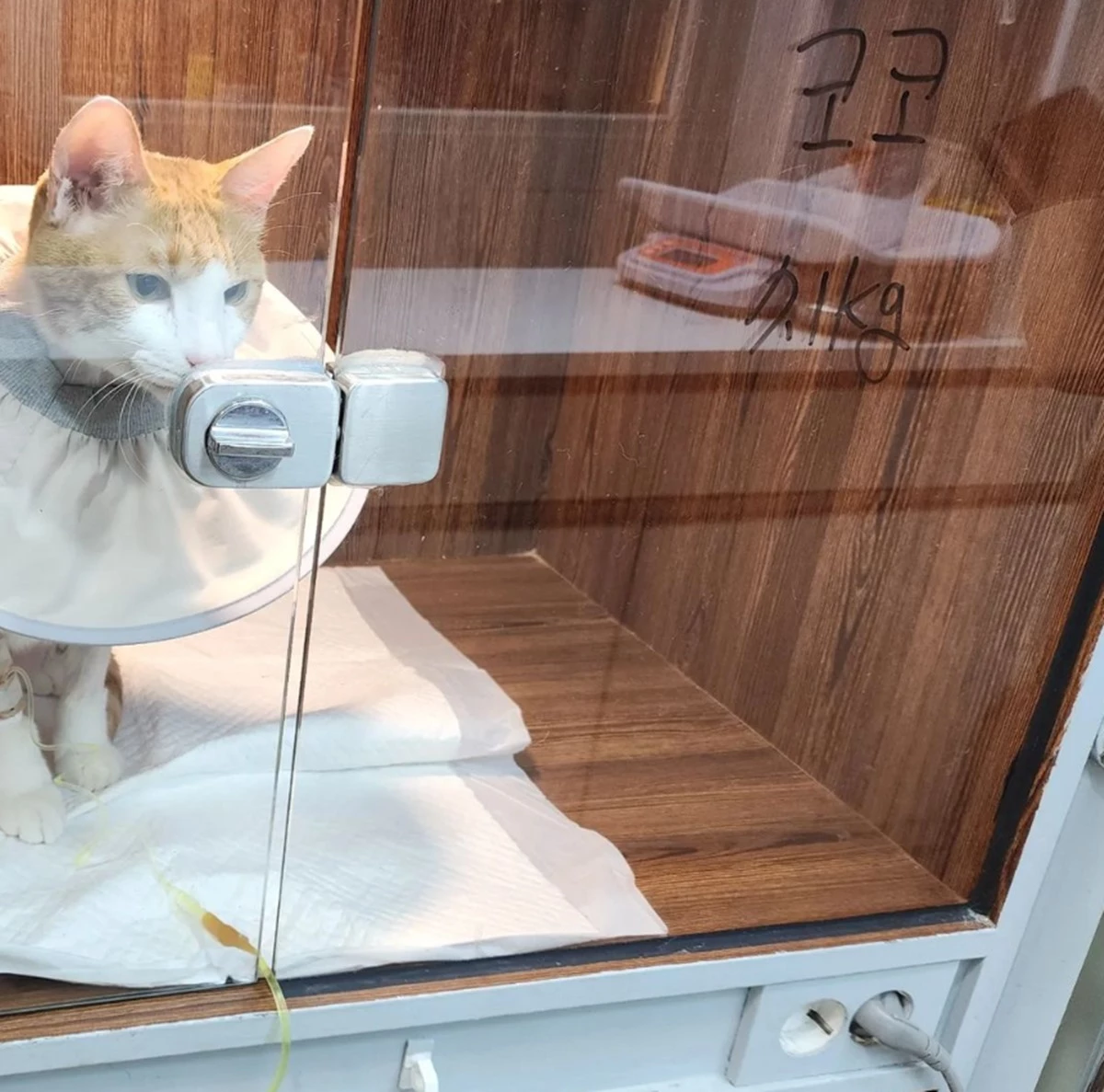 동물 병원에 입원한 '코코'