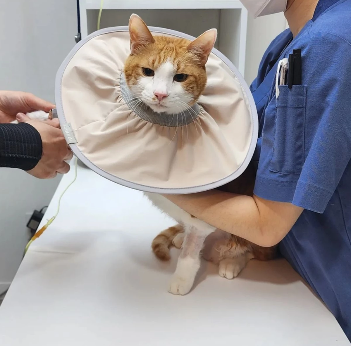동물 병원에 입원한 '코코'