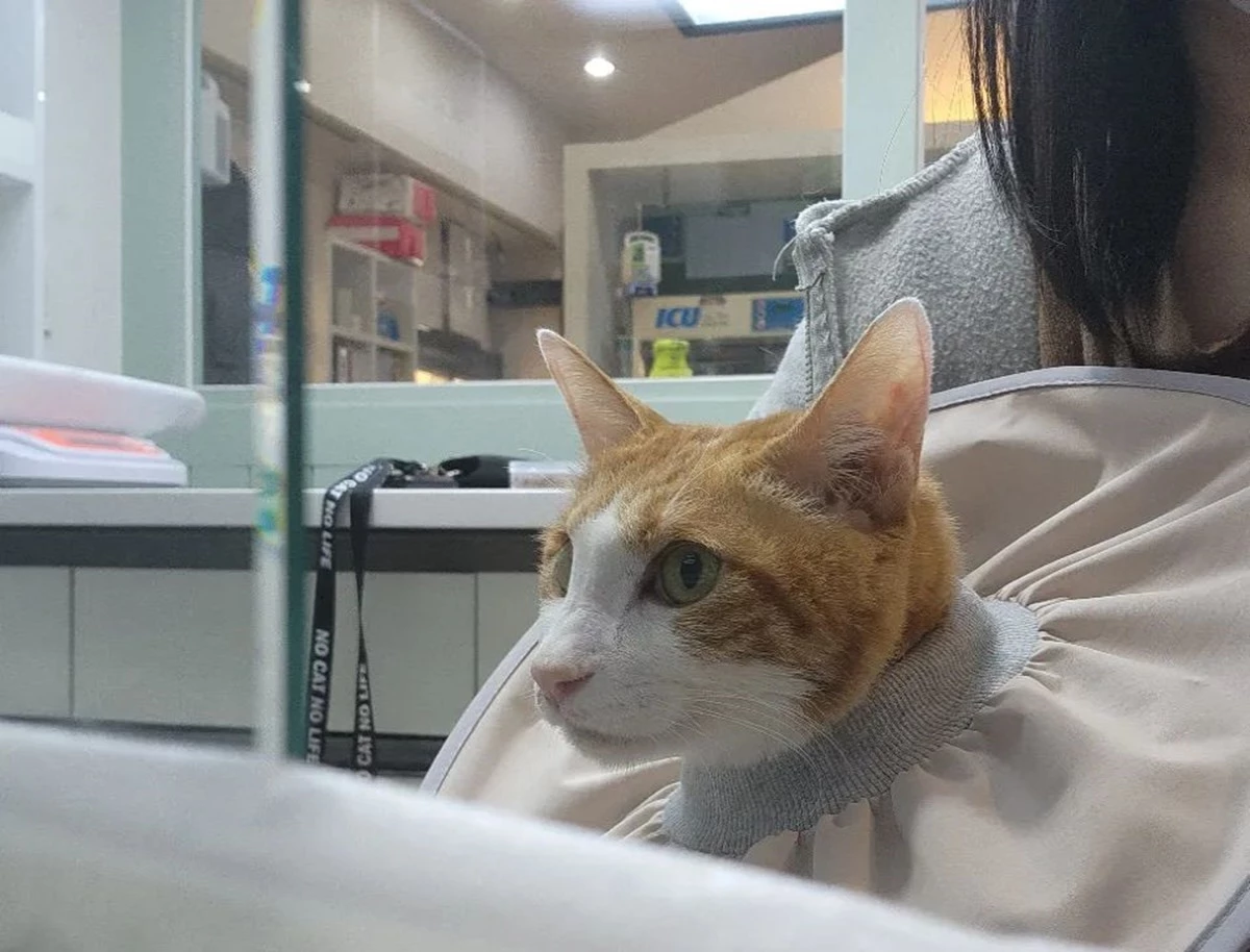 동물 병원에 입원한 '코코'
