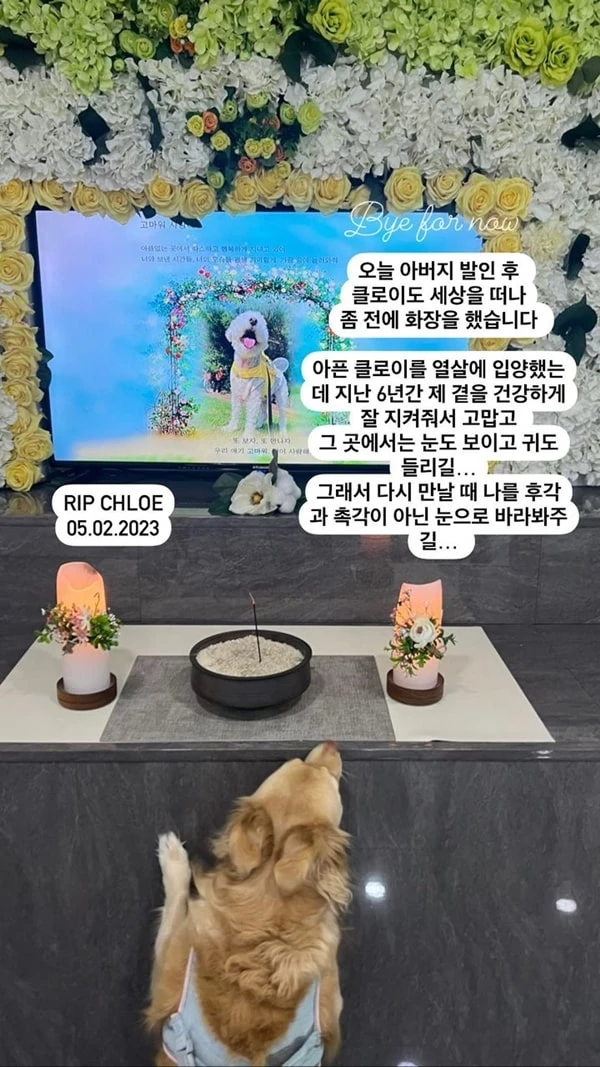 서동주가 반려견의 장례 현장을 공유하며 슬픔을 전했다.