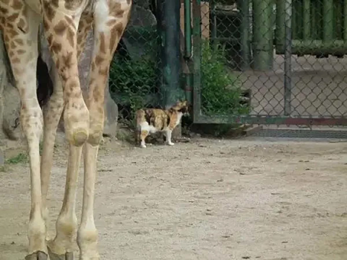 서울대공원 기린 사육장에 들어가 있는 길고양이. / 사진=클리앙