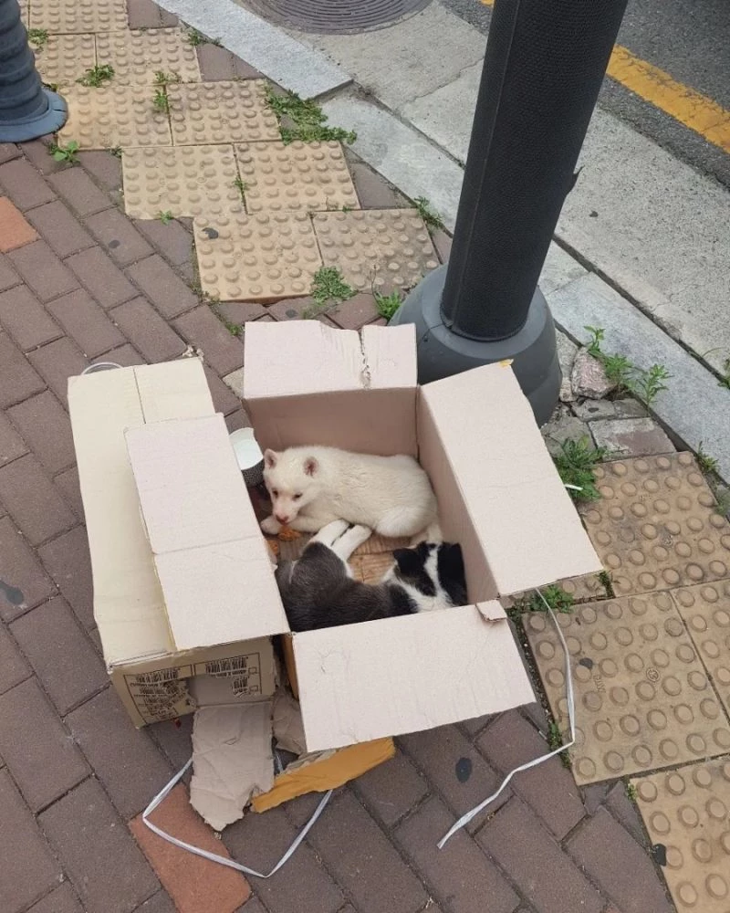 당시 유기 현장 모습. / 이하 인스타그램 '엘씨케이디'