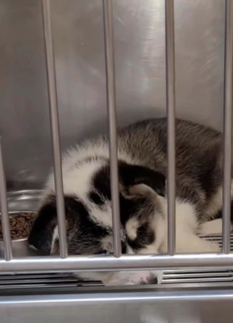 보호소에 입소한 다른 강아지.