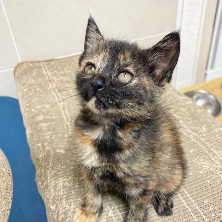 유기묘 '비비' / 이하 인스타그램 '묘생길'