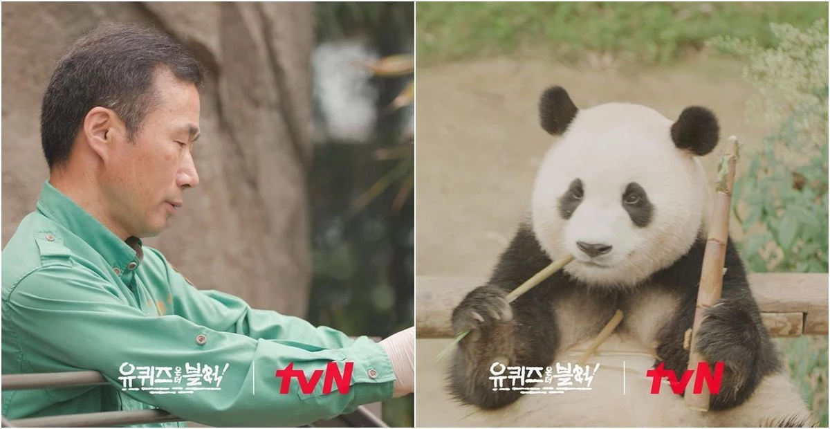 강철원 사육사, 푸바오 / 이하 tvN '유 퀴즈 온 더 블럭' 공식 인스타그램