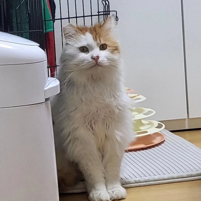 유기묘 단이. / 이하 인스타그램 '묘생길'