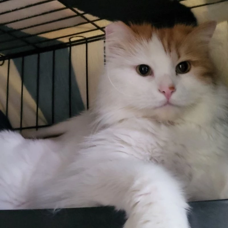 인천 영흥도에서 구조된 단이.