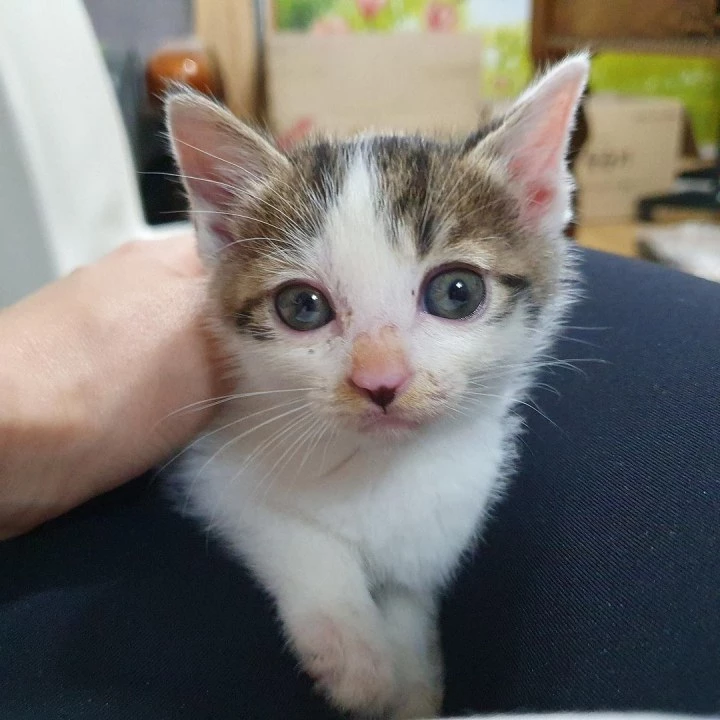 유기묘 사랑이. / 이하 인스타그램 '묘생길'