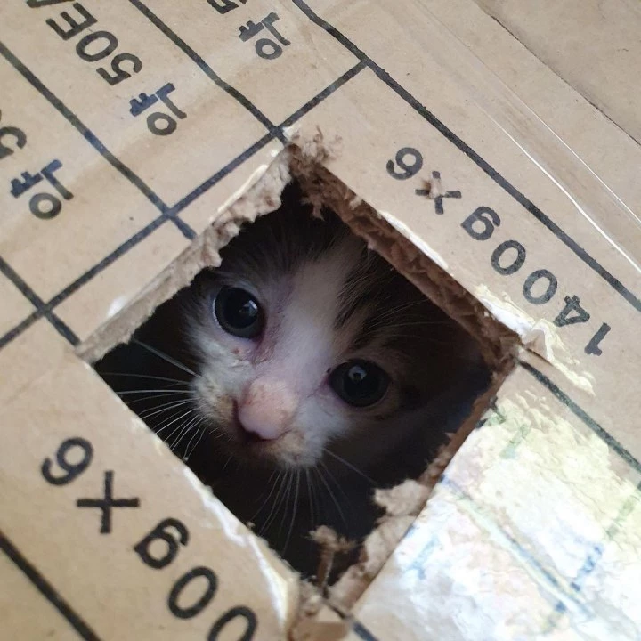 사랑이는 도움을 바란다.