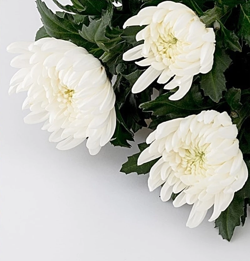 부고 자료 사진 / skyandsun-shutterstock.com