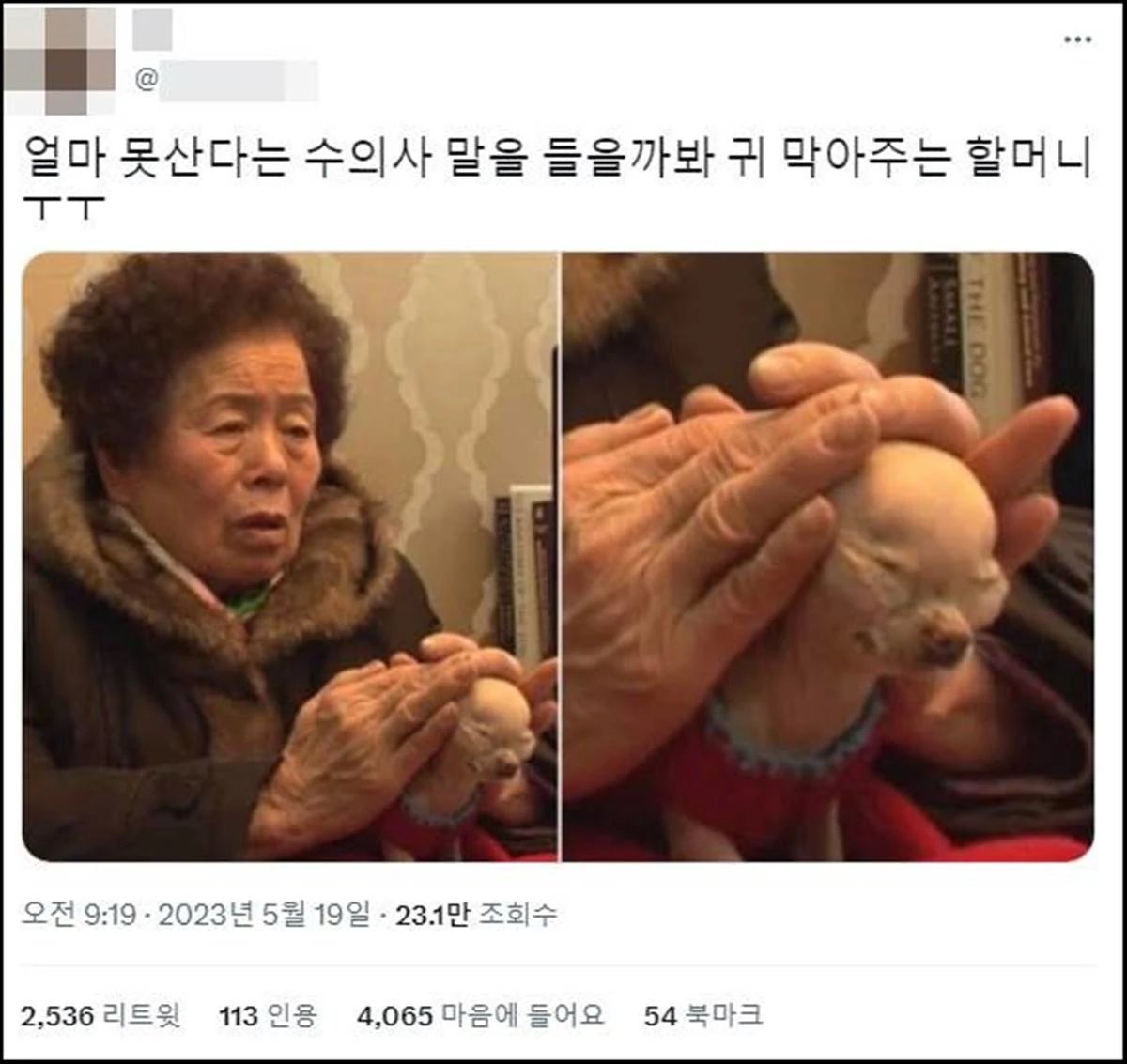 최근 많은 이들 이목을 끌었던 할머니와 치와와 사진 / 트위터, SBS 'TV 동물농장' 방송 장면